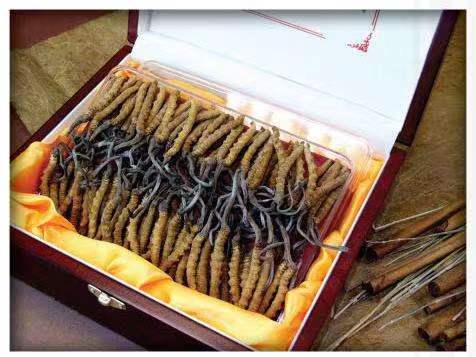 临汾冬虫夏草回收